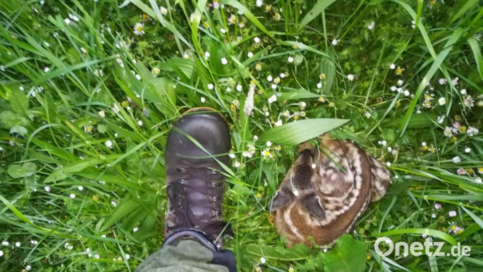 Kleiner als ein Schuh. Dieses Rehlein ist erst circa zwei Tage alt. Bild: exb