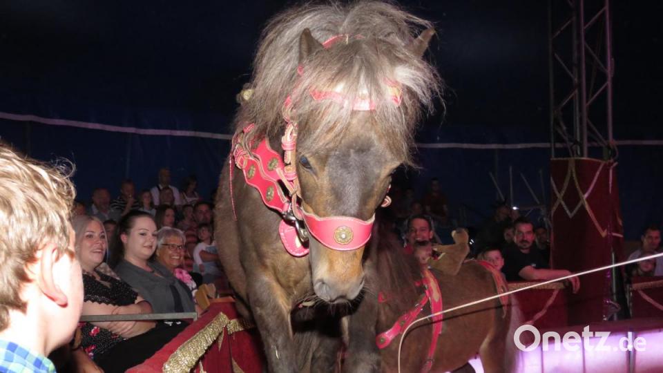 Näher kann man kaum an fremde Tier herankommen als im Zirkus. Bild: ubb