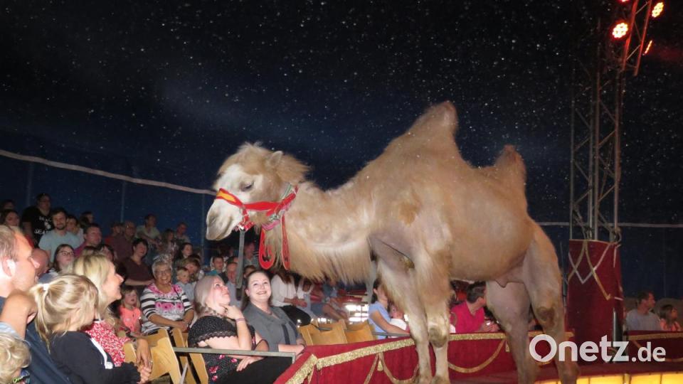 Hautnahe Begegnung mit einem Kamel. Bild: ubb