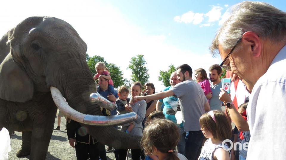 Auch in der Pause wollten die Kinder hauptsächlich die Elefanten sehen und füttern. Bild: ubb