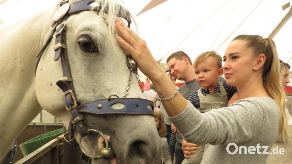 streichelheinheiten gab's für die Tiere in der Pause ausreichend. Bild: ubb