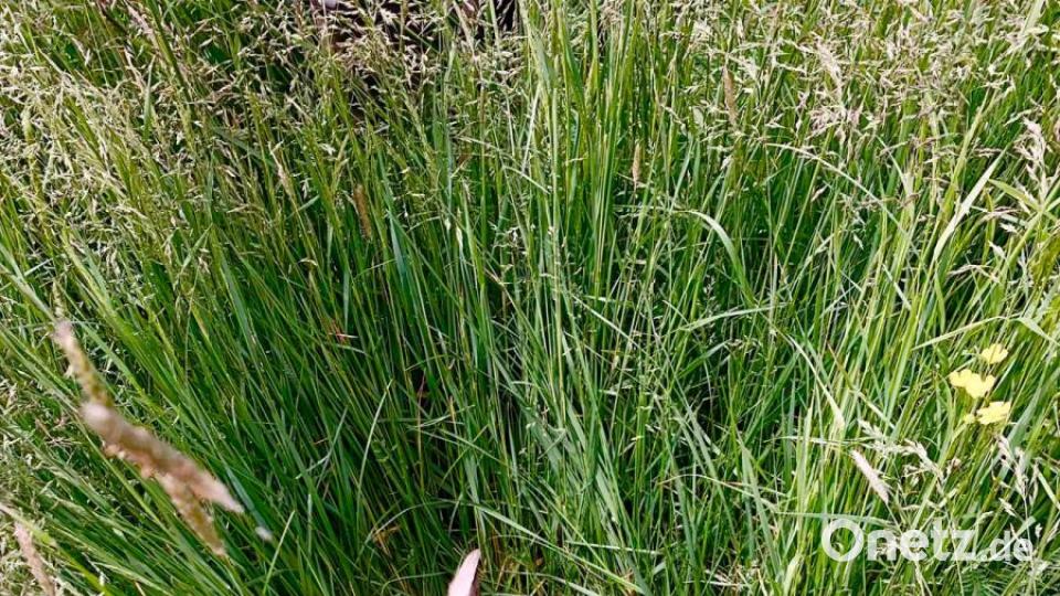 Rehkitze werden mit der Drohne innerhalb kurzer Zeit im hohen Gras aufgespürt und rechtzeitig vor der Mahd in Sicherheit gebracht. Das Kitz hätte sich nicht gerührt und wäre grausam verstümmelt oder getötet worden. Bild: exb