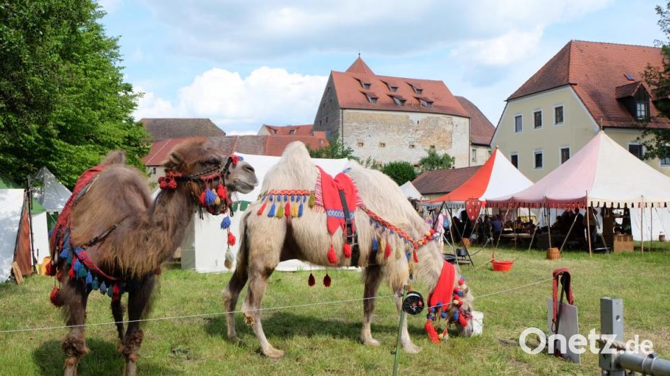 Ein prächtiges Bild geben die Kamele vor der Kulisse der Burg Dagestein ab. Die Kinder durften sogar eine Runde auf den exotischen Tieren reiten. Bild: Stefanie Gradl