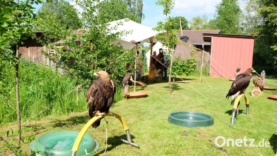 Entlang der Vilsaue konnte man das Lagerleben hautnah mitbekommen. Hier haben die Falkner ihre Zelte aufgeschlagen. Bild: Stefanie Gradl