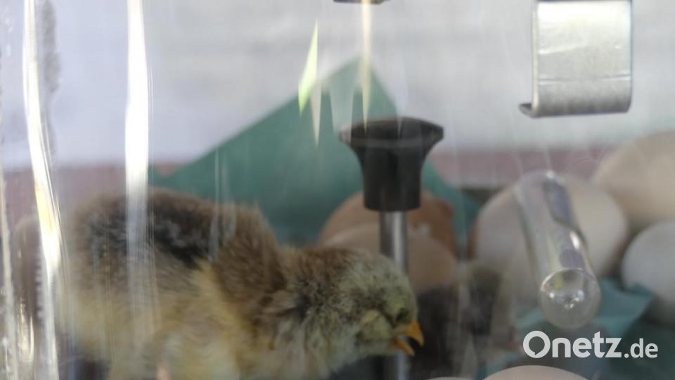 Nach kurzem Anklopfen von Innen: Das küken ist geschlüpft Bild: rn