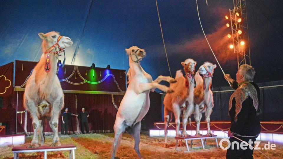 Kamele und Pferde stehen im &quot;Circus Afrika&quot; zusammen in der Manege. Bild: Gabi Schönberger