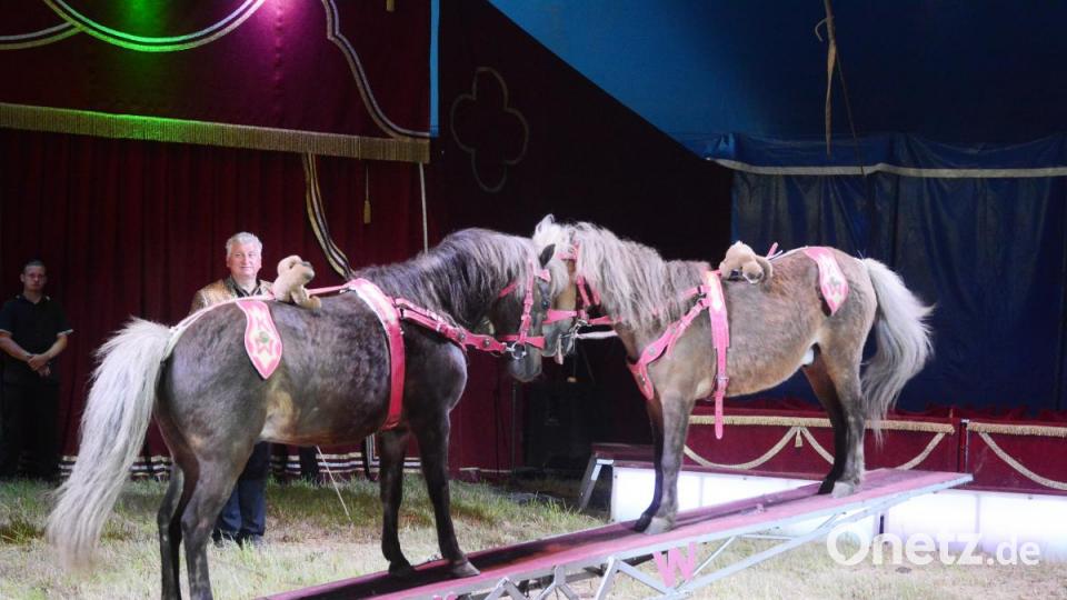 Zwei Ponys schaukeln zunächst mit Hardi Weisheit und dann zusammen auf einer Wippe in der Manege. Bild: Gabi Schönberger