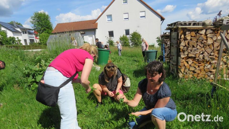 Sogar mitten in Erbendorf gibt es eine Wiese, auf der Wildkräuter wachsen. Bild: ubb
