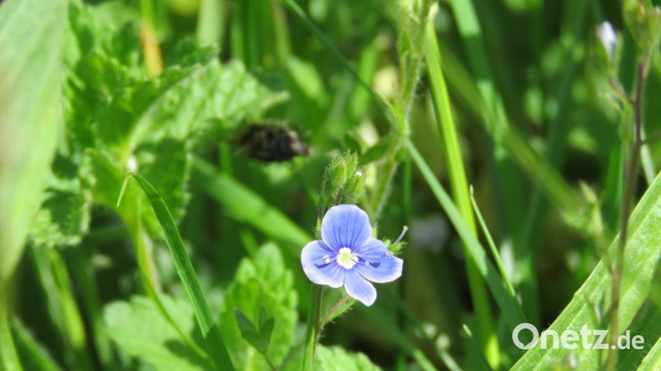 Das einsame Gewitterblümchen darf stehen bleiben. Bild: ubb