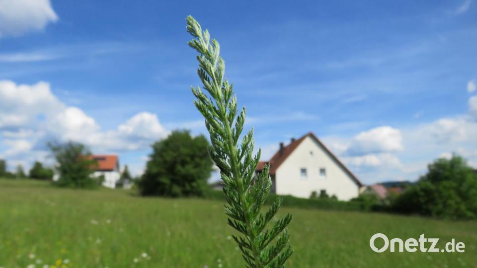 Das Blatt einer Schafgarbe. Bild: ubb