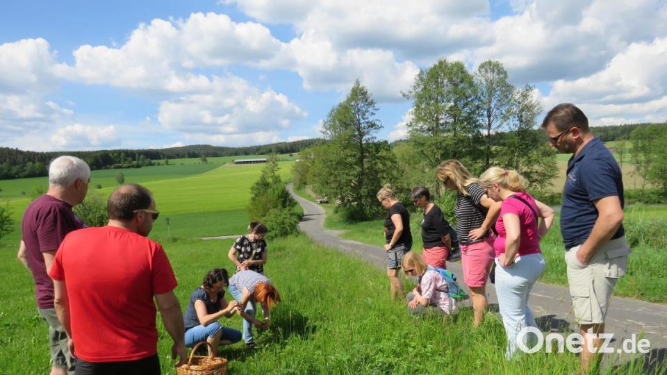 Auf einer Bio-Wiese wird Giersch gesammelt. Bild: ubb