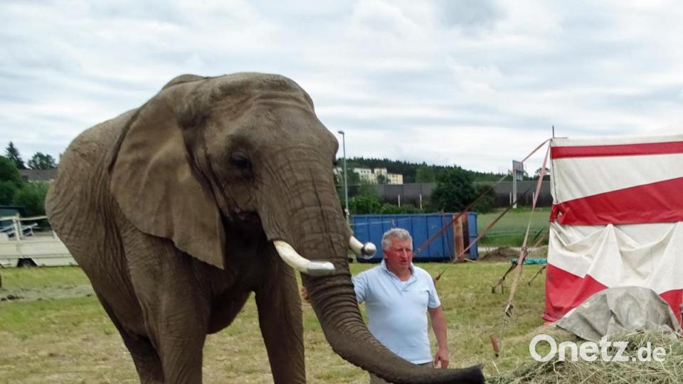 Der Heuvorrat reicht noch für einen Tag, sagte Direktor Hardy Weisheit am Samstagvormittag und bittet um Futterspenden. Bild: Dobmeier