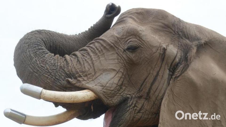 Als ob sie die Menschen verstehen könnte: Die Elefantendame des &quot;Circus Afrika&quot; bedankt sich bei Lukas Pausch (rechts) für die Spende, genau wie Zirkuschef Hardy Weisheit. Bild: pmen