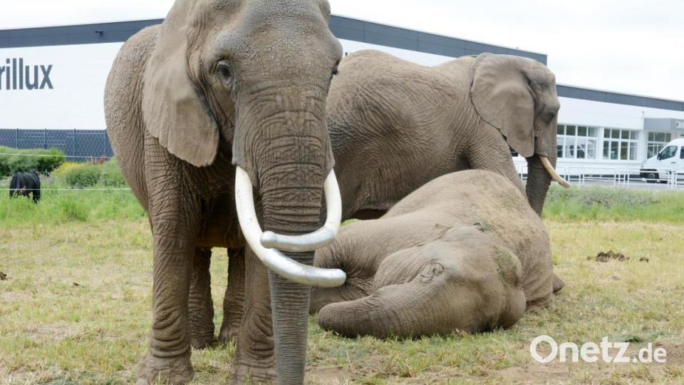 Einer schläft, die anderen halten Wache. Die Elefanten wurden beim Feuer im Zirkus zwar nicht verletzt, doch sind auch sie seelisch traumatisiert. Nachts trauen sie sich nun nicht mehr zu schlafen. Bild: Gabi Schönberger