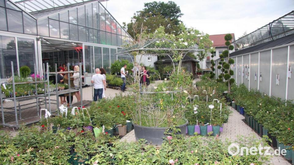 Zur „Italienischen Nacht der Rosen“ gehören auch die namensgebenden, selbst gezüchteten Edelgewächse, die man aber besser bei Tageslicht besichtigen sollte. Bild: wro