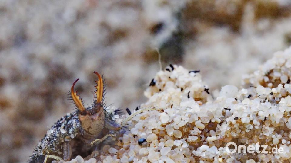 Ameisenlöwe Bild: Gottlieb Häckel