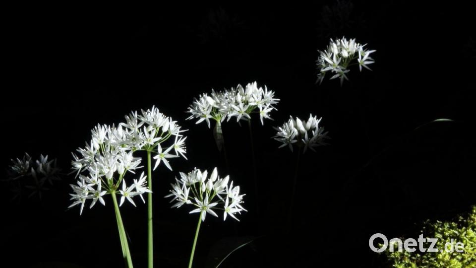 Bärlauchblüten Bild: Gottlieb Häckel