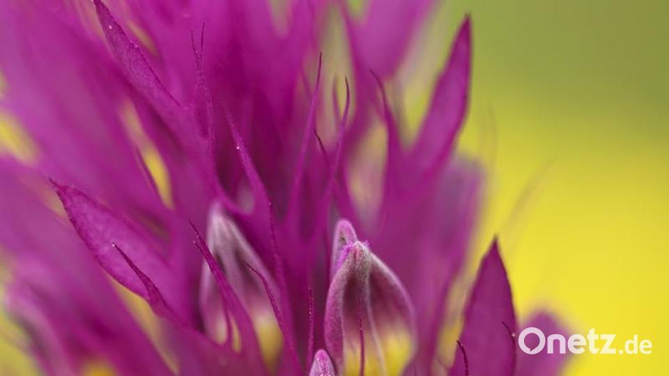 Ackerwachtelweizen-Blüte Bild: Gottlieb Häckel