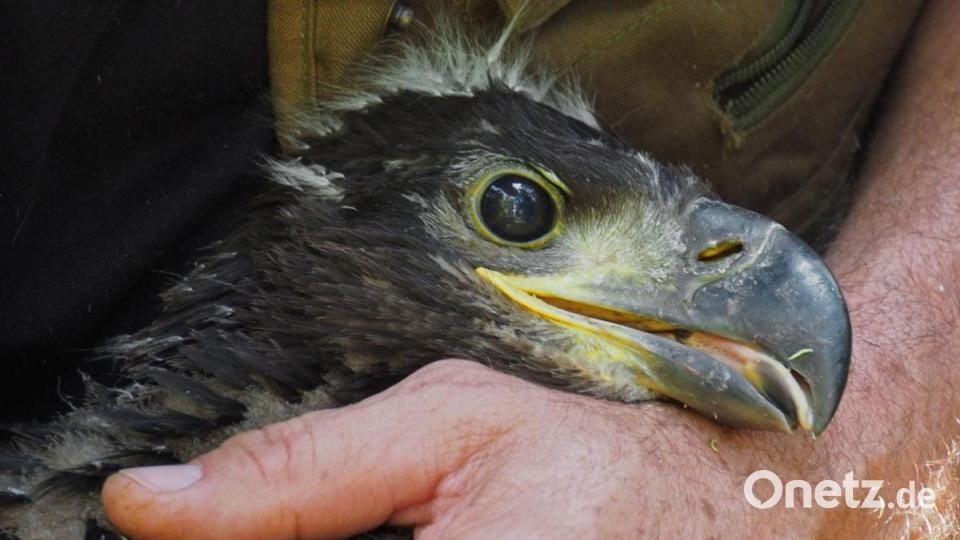 Schon in der Jugend ist der Seeadler ein Symbol für Freiheit und Stärke. Bild: tr