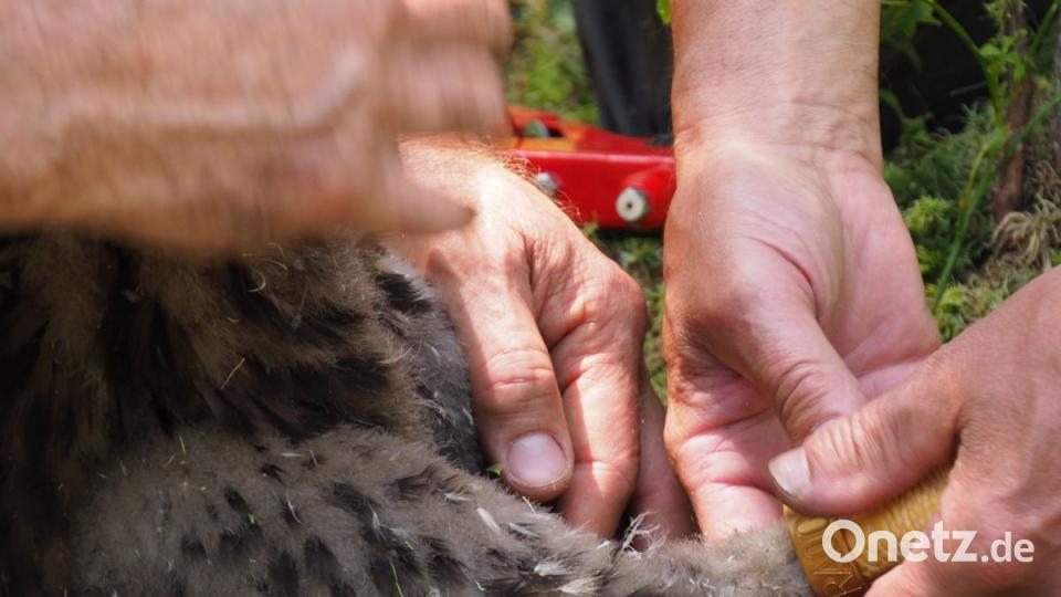 Der goldene Ring verweist auf die Vogelschutzwarte Radolfzell. Bild: tr