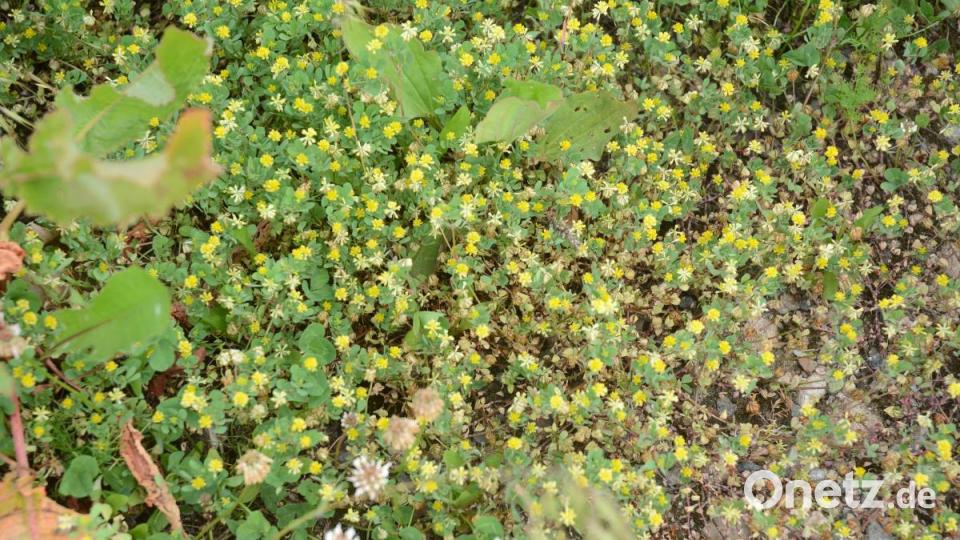 Der Hopfen-Schneckenklee breitet sich gerne auf dem Boden aus. Bienen lieben die gelben Blüten des Schmetterlingsgewächses. er blüht von Mai bis Oktober. Bild: Gabi Schönberger
