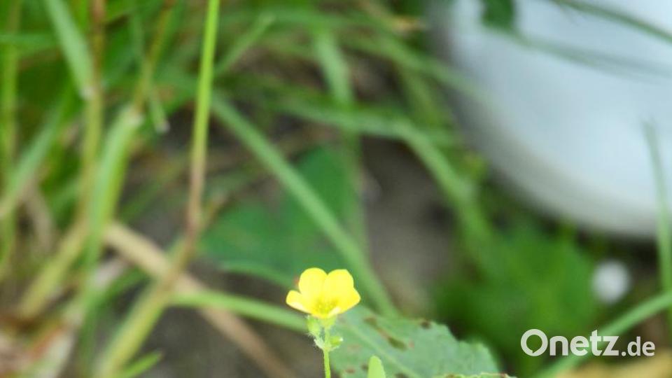 Hier blüht der Sauerklee, der essbar ist und fast auf der ganzen Welt verbreitet. Mit dem Klee hat er botanisch nichts zu tun. So heißt er nur wegen der ähnlichen dreigefiederten Blätter. Sein lateinischen Name: Oxalis. Bild: Gabi Schönberger