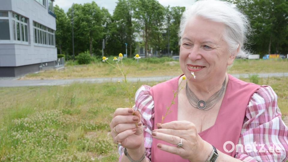 Echte Kamille findet Wildkräuterexpertin Waltraud Witteler auf dem Parkplatz hinter dem Verlagsgebäude von Oberpfalz-Medien. Bild: Gabi Schönberger