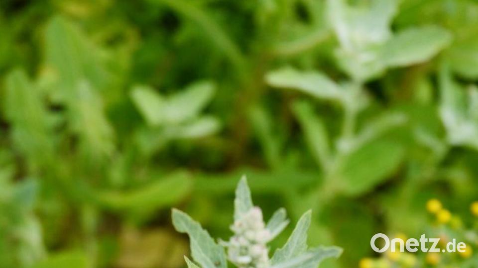 In Indien wird der Weiße Gänsefuß extra angebaut. Er kann in Maßen als Salat verwendet werden. In Deutschland ist das Kraut fast vergessen. Seine Samen, weiß Witteler, bleiben bis zu 1000 Jahre keimfähig. Sie wurden unter anderem in den Pfahlbauten am Bodensee nachgewiesen. Bild: Gabi Schönberger
