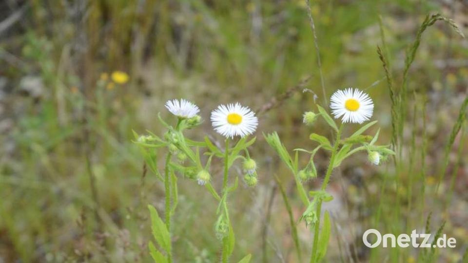 Keine Aster, sondern „Feinstrahl“ oder auch &quot;Berufkraut&quot; genannt. Bild: Gabi Schönberger