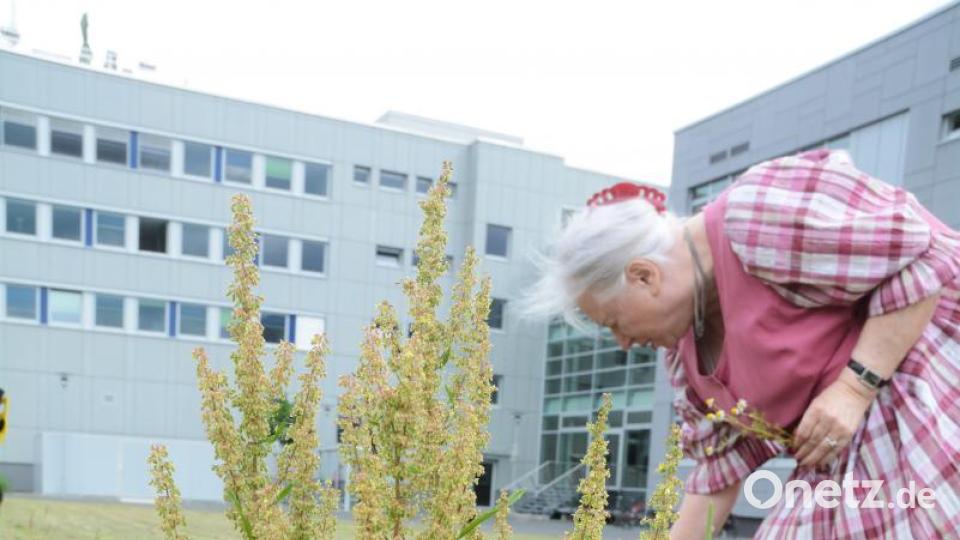 Waltraud Witteler zupft echte Kamille. Im Vordergrund wächst der krause Ampfer. Dessen Gerbstoffe können bei Rindern Koliken verursachen, wenn sie davon essen. Auf Kuhweiden wird sie von Landwirten deshalb nicht gern gesehen. Der Ampfer ist schwer zu entfernen, da er lange Pfahlwurzeln hat. Bild: Gabi Schönberger