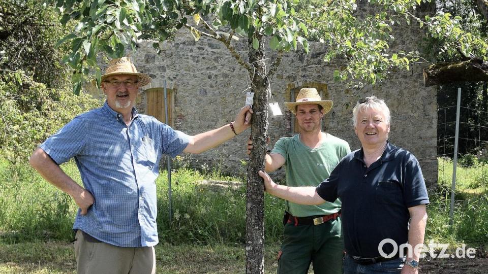 Da schlägt das Herz der Pomologen und Gartenbaufreunde schneller. Etwa 250 Apfelsorten und mehrere Dutzend Birnensorten hat man im Weiler Harras gesichert. Dr. Albert Böhm vom US-Umweltbüro (links), Paul Böhm (rechts) zusammen mit einem Mitarbeiter des Maschinenrings, der sich um Pflegearbeiten kümmert. Bild: bö