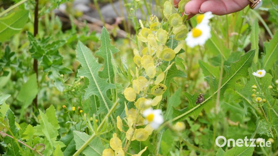 Das Pfennigkraut ist mit dem Hirtentäschel verwandt. Bild: Gabi Schönberger