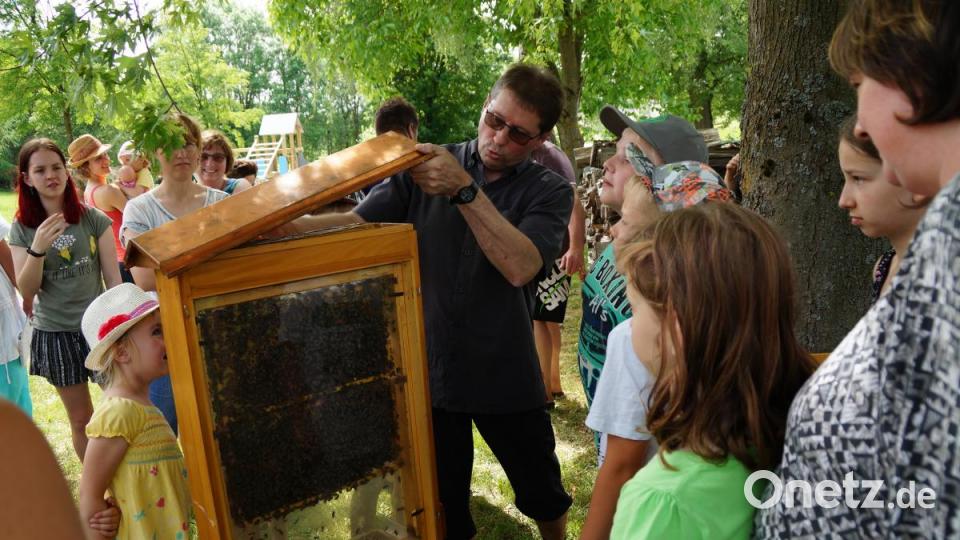Spannend ist der Blick in den Schaukasten, um das Leben der Bienen verfolgen zu können. Bild: weu