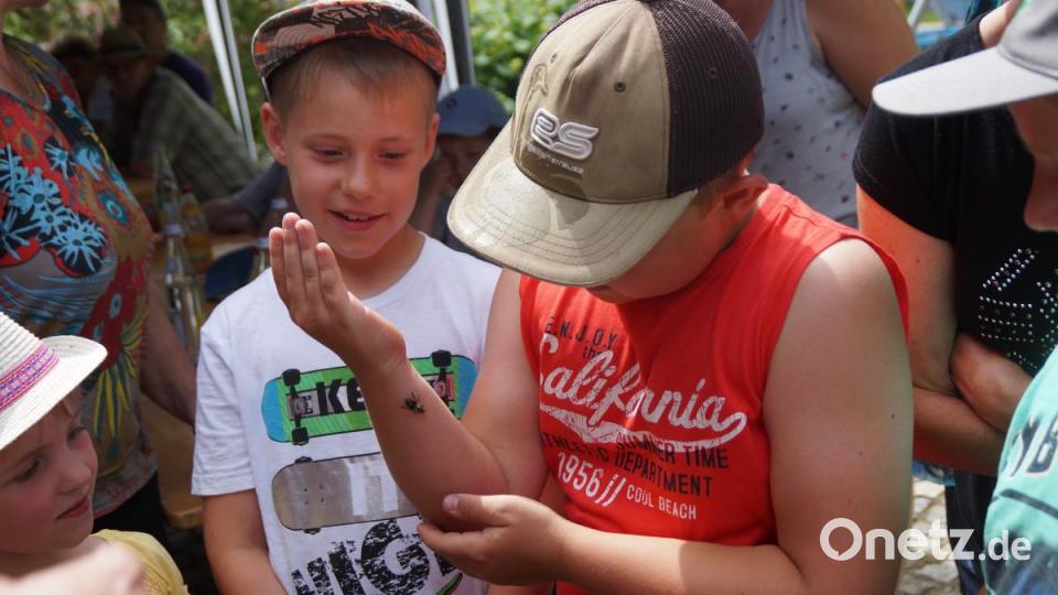 Überrascht waren die Kinder, dass man die männlichen Bienen (Drohnen) auf dem Arm krabbeln lassen kann, da sie nicht stechen können. Bild: weu