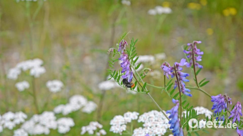 Eine Hummel labt sich am Nektar der Vogel-Wicke (Achtung: giftig!). Daneben wächst die weiße Schafgarbe, die oft auch rosafarben daherkommt. Bild: Gabi Schönberger