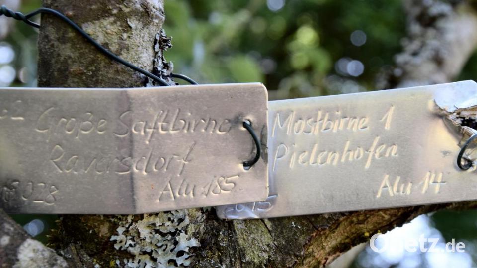 Da freut sich der Pomologe - Mehrere hundert Obstsorten haben die Amerikaner in Hohenfels im Weiler Harras gesichert. So wie hier verschiedene Birnensorten, aber alles auf einem Stamm gesetzt. Bild: bö