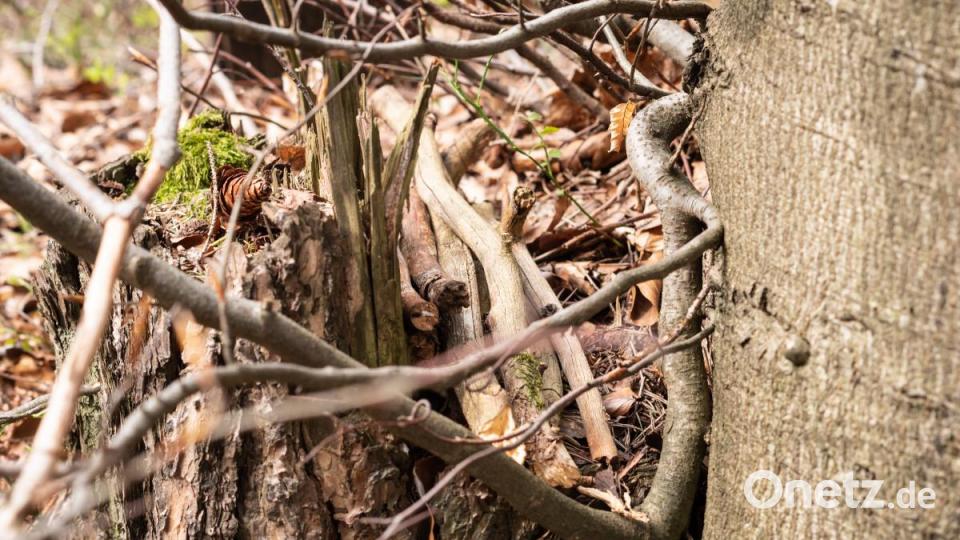 Ein paar aufgesammelte Stecken, auf eine einheitliche Länge abgebrochen und ordentlich aufgestapelt. Die einfachste Art einen Geocache zu tarnen nennt sich &quot;Hasengrill&quot;. Bild: pml