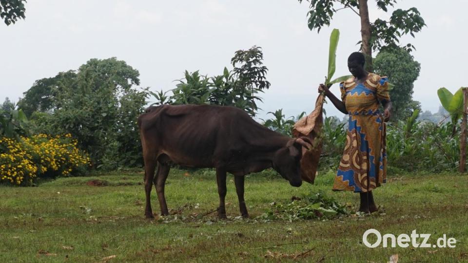 Fütterungszeit: Die Bauern in Kenia haben meist nur eine oder zwei Kühe. Bild: exb/Schindler