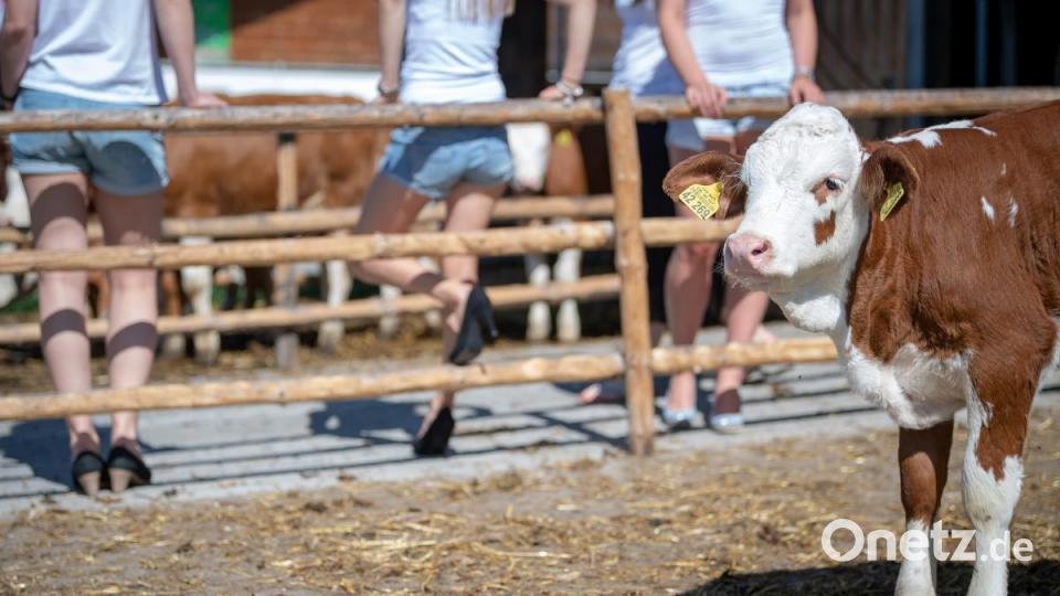 Die Models für den Jungbäuerinnenkalender 2020 stehen am Zaun einer Kuhwiese. Bild: Sina Schuldt/dpa