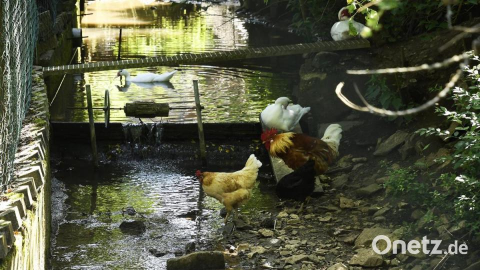 Tag der offenen Gartentür in Utzenhofen im Landkreis Amberg-Sulzbach Bild: Petra Hartl