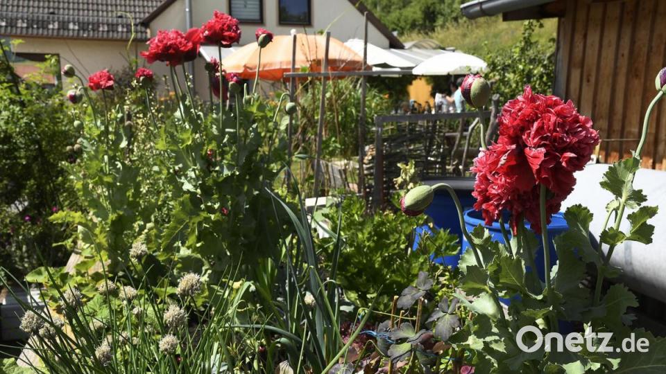 Tag der offenen Gartentür in Utzenhofen im Landkreis Amberg-Sulzbach Bild: Petra Hartl