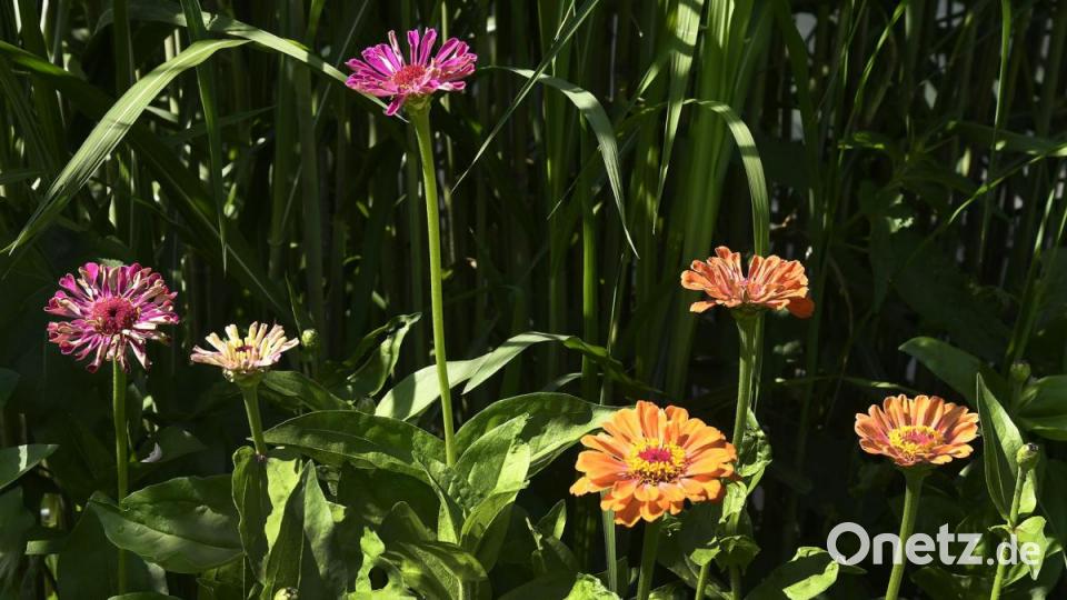 Tag der offenen Gartentür in Utzenhofen im Landkreis Amberg-Sulzbach Bild: Petra Hartl