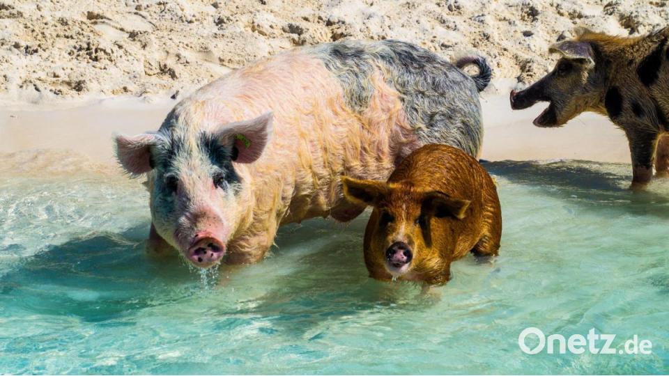 Für die schwimmenden Schweine reist Tom Wirth extra auf die Bahamas. Die Insel Big Major Cay ist eine von vielen Touristenattraktionen. Bild: Tom Wirth