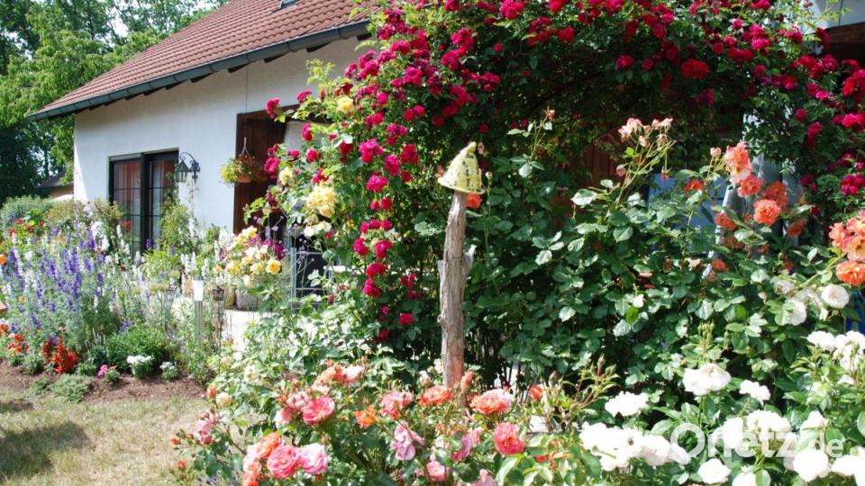 Rosen ohne Ende bei der Familie Woppmann in Irchenrieth. Bild: Portner
