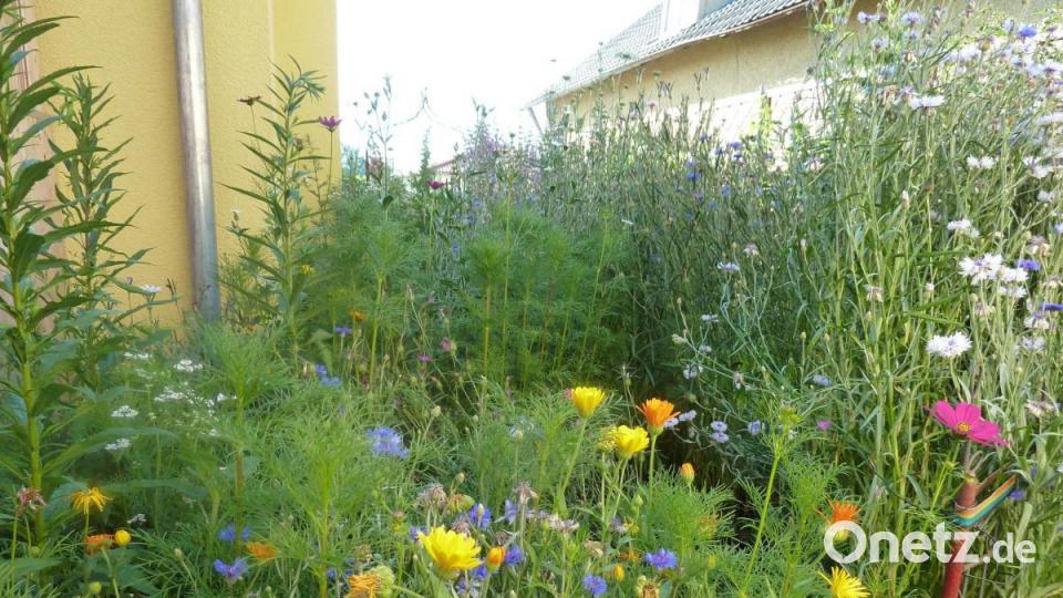 Jörg Wienecke, Pfarrer im Ruhestand, setzt in Klardorf auf einen naturnahen Garten mit Blumenwiese. Bild: Portner