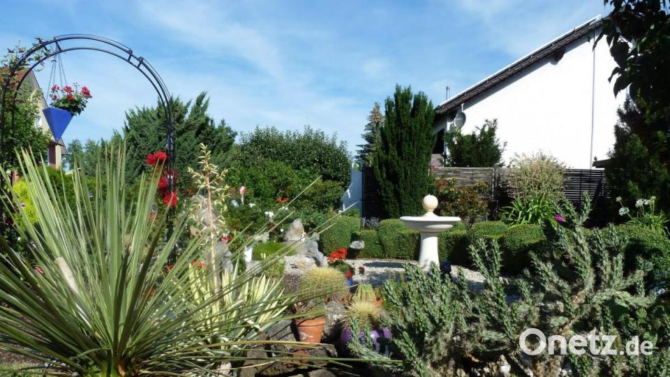 Winterharte Kakteen im Garten von Apollonia Sommer. Bild: Portner