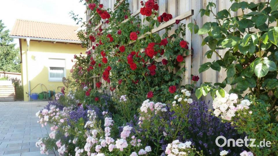 Es gibt aber auch Rosenzauber bei Wienecke in Klardorf. Bild: Portner