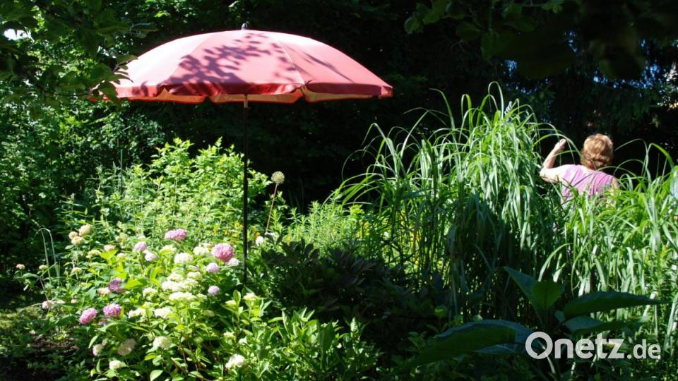 Die Gartenschirme dienen nicht den Bewohnern, sondern der Beschattung der Hortensien. Denn diese mögen die pralle Sonne so gar nicht. Bild: Portner