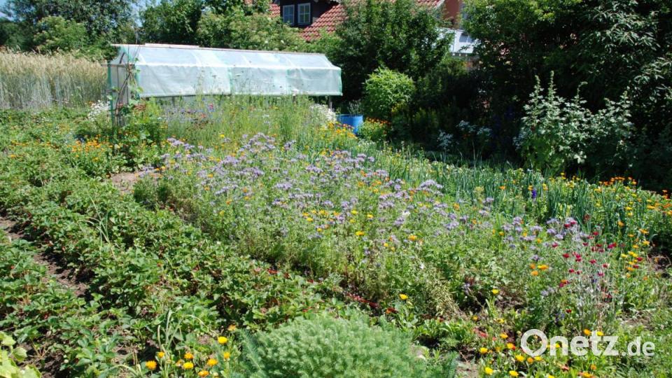 Der große Gemüsegarten der Fam. Kroneder hinterm Haus. Bild: Portner