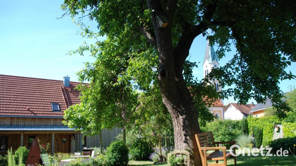 Der Apfelbaum ist uralt (Müller/Schmid). Bild: Portner